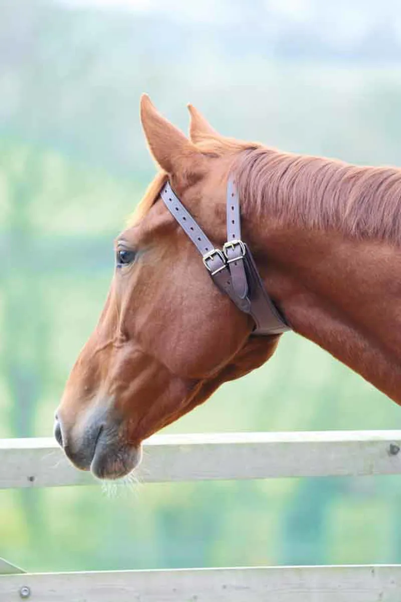 Shires Anti-Crib Collar In Australian Nut