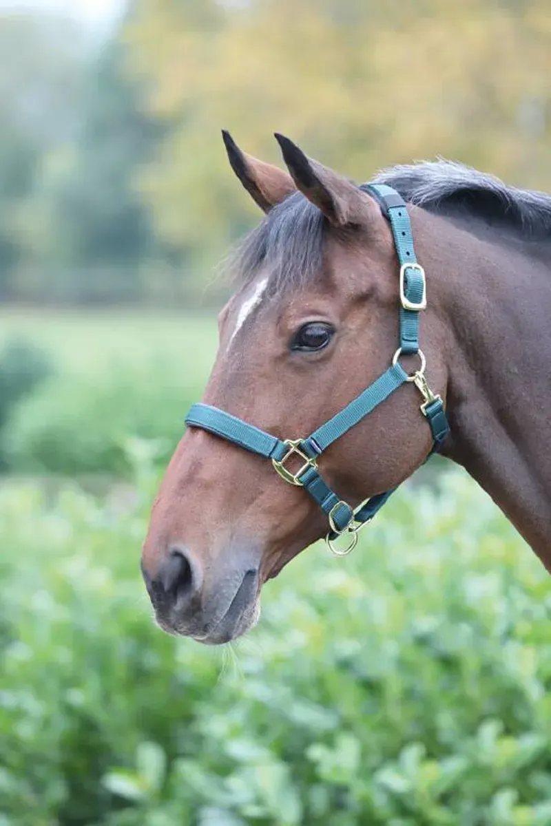 Topaz Nylon Headcollar Dark Green