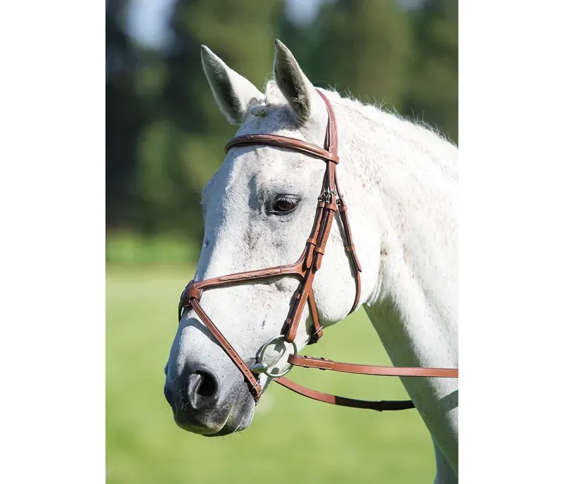 Avignon Grackle Bridle in Oak
