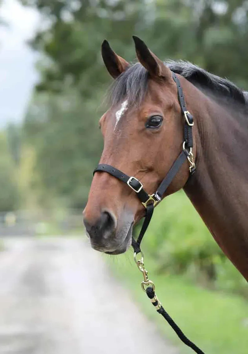 Shires Control Headcollar In Black