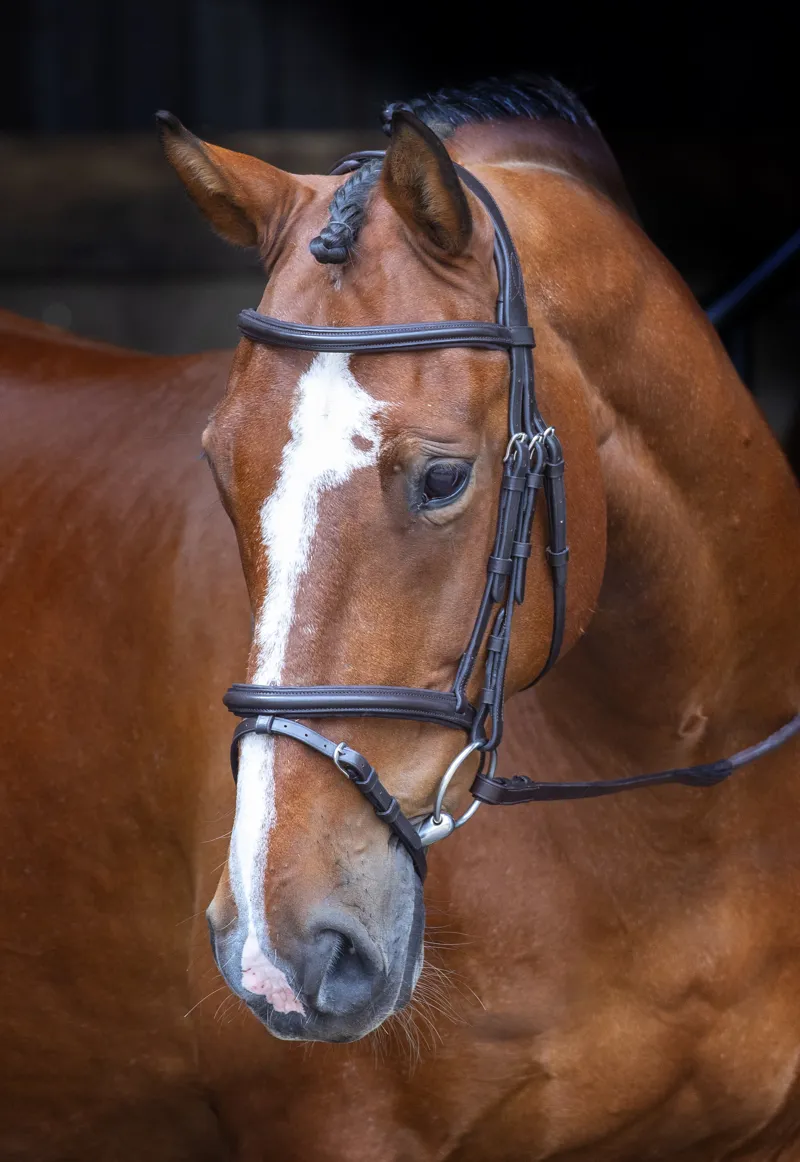 Velociti Padded Raised Flash Bridle in Brown