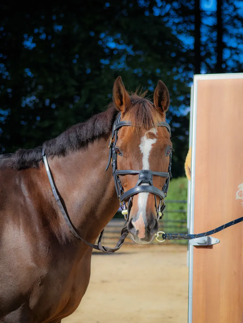 Fairfax Trial Bridles