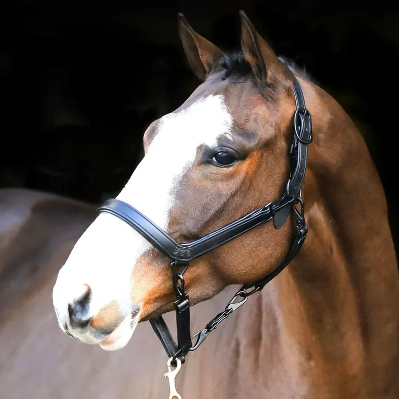 Liveryman Clipping Halter - Black