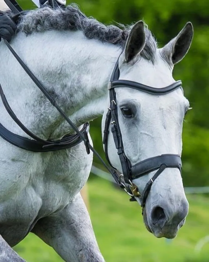 Fairfax Noseband - Flash Black-1