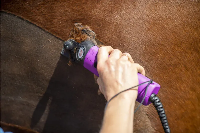 Lister Star Clipper - Purple-1