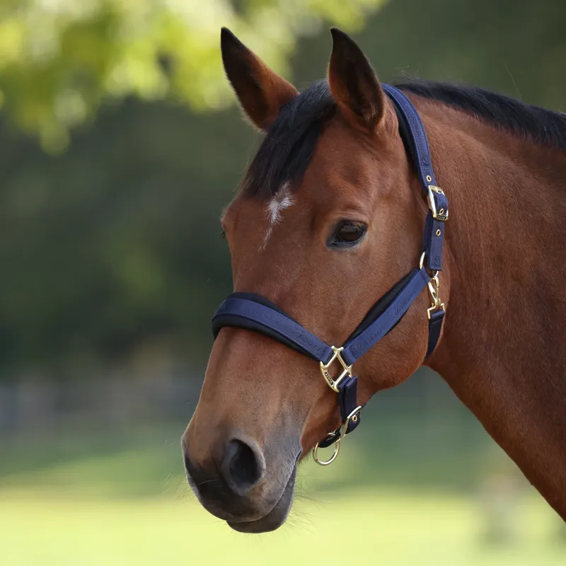 Arma Padded Headcollar - Navy-1