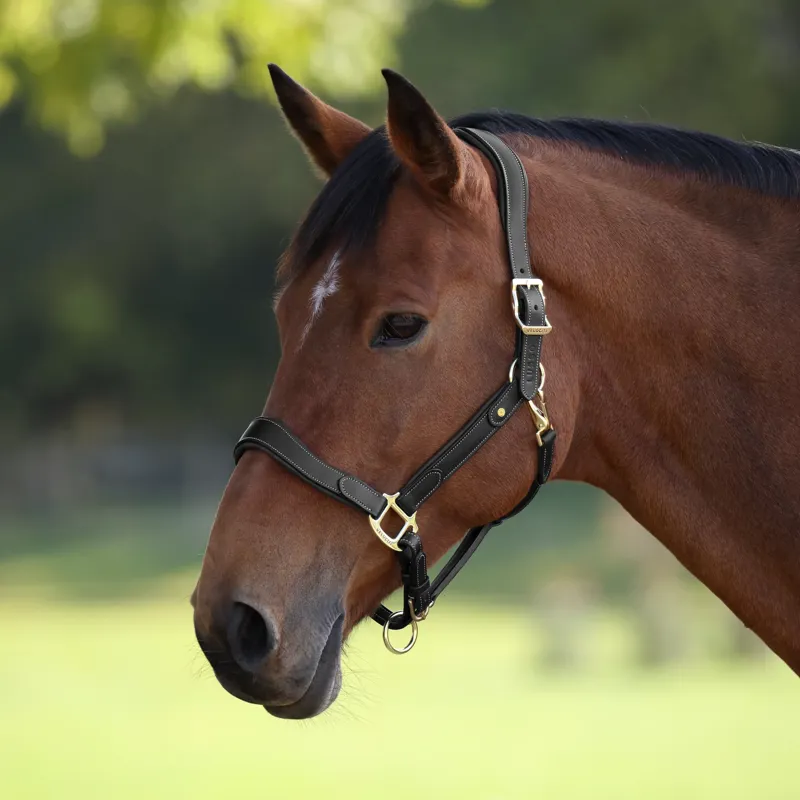 Velociti Lusso Lorca Leather Headcollar - Black-1