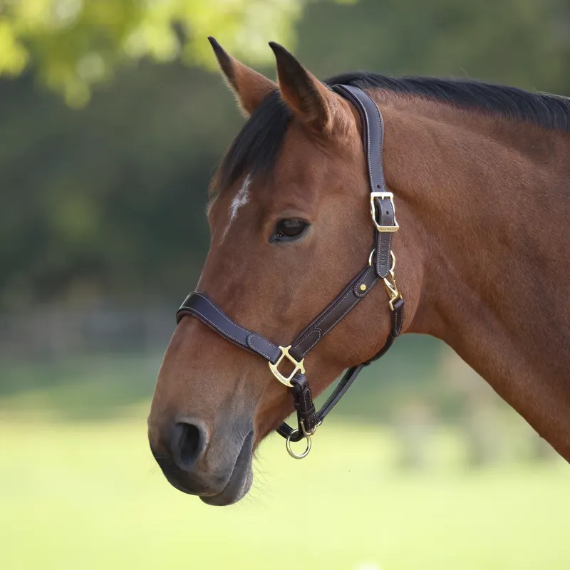 Velociti Lusso Lorca Leather Headcollar - Havana-1