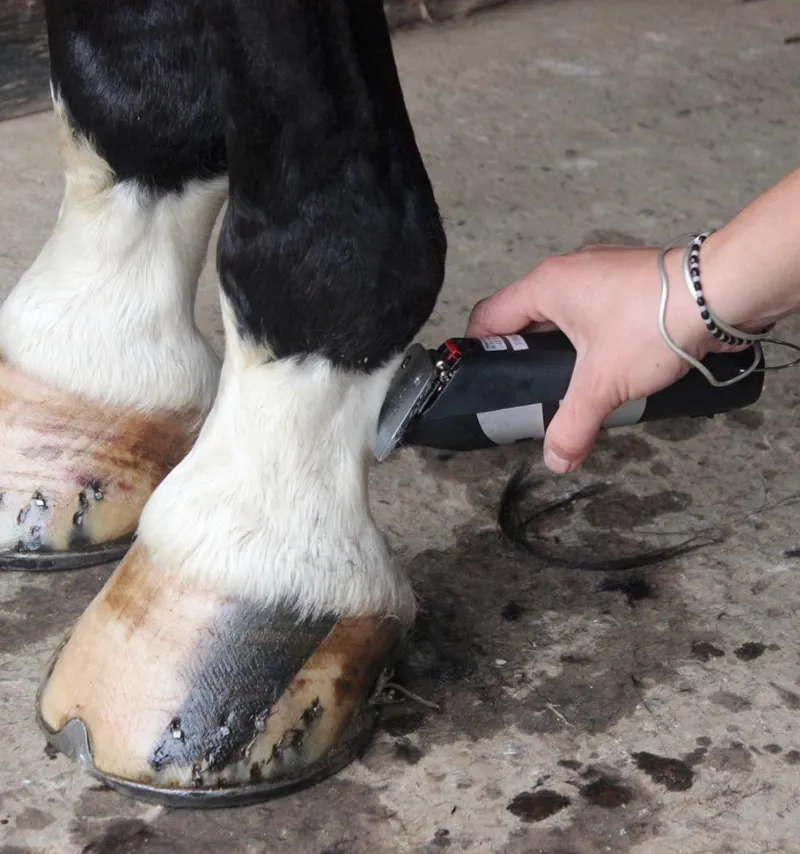 Liveryman Harmony Plus Clipper-1