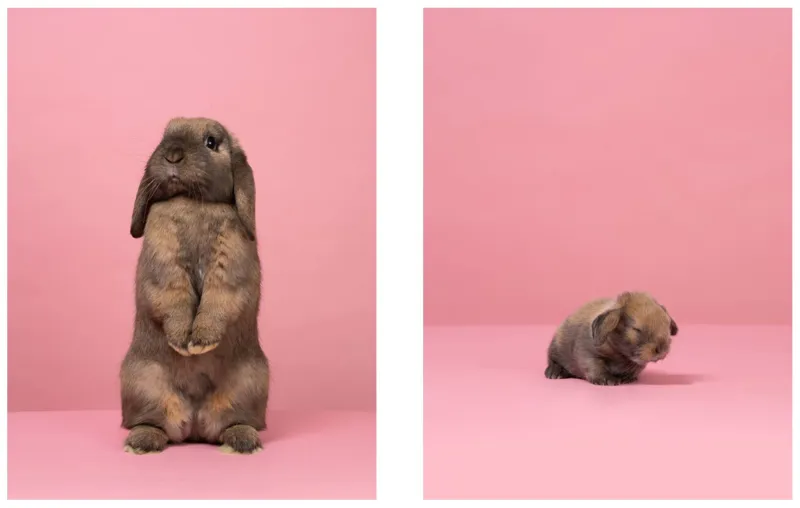 Baby Animal Match : A Memory Game-1