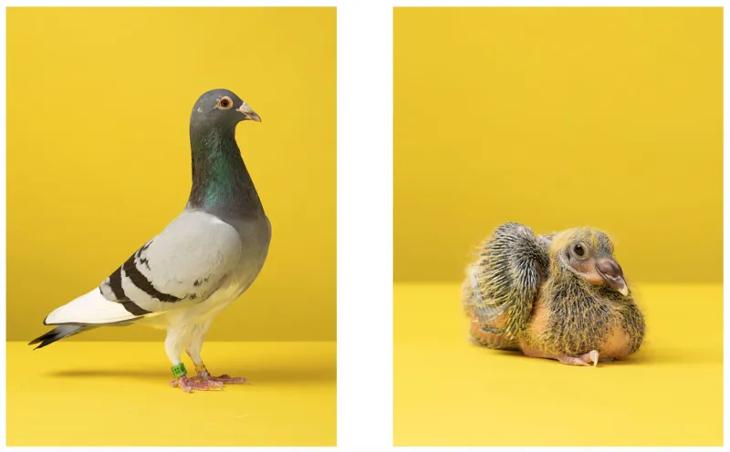 Baby Animal Match : A Memory Game-2