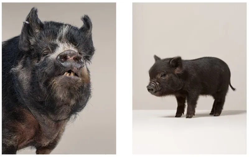 Baby Animal Match : A Memory Game-3