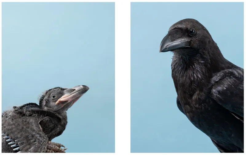 Baby Animal Match : A Memory Game-4