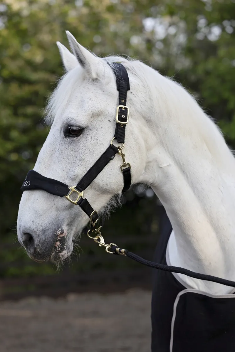 Cameo Suede Elite Headcollar and Leadrope - Black Gold-2