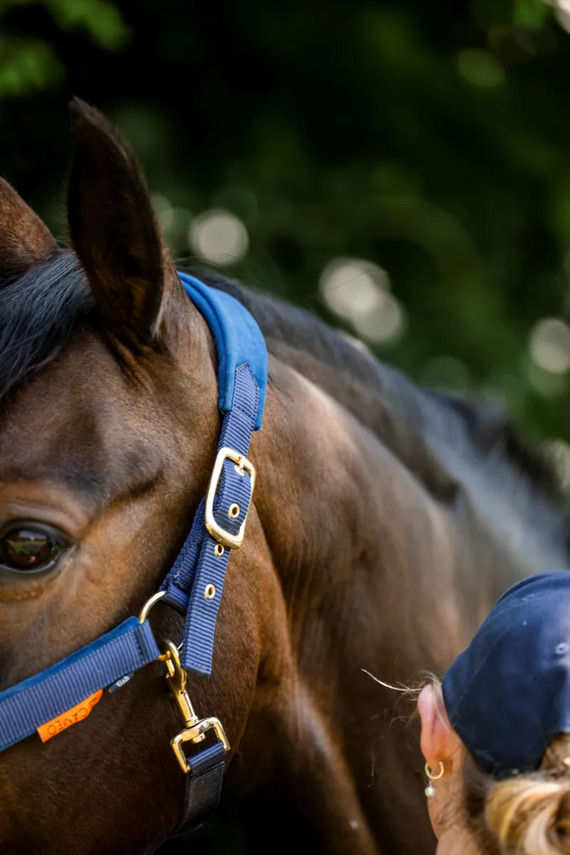 Cameo Suede Elite Headcollar and Leadrope - Navy-4