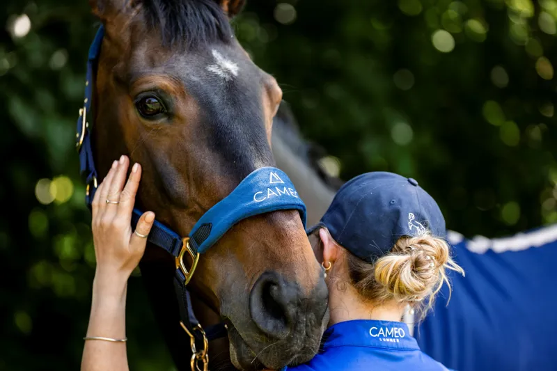 Cameo Suede Elite Headcollar and Leadrope - Navy-1