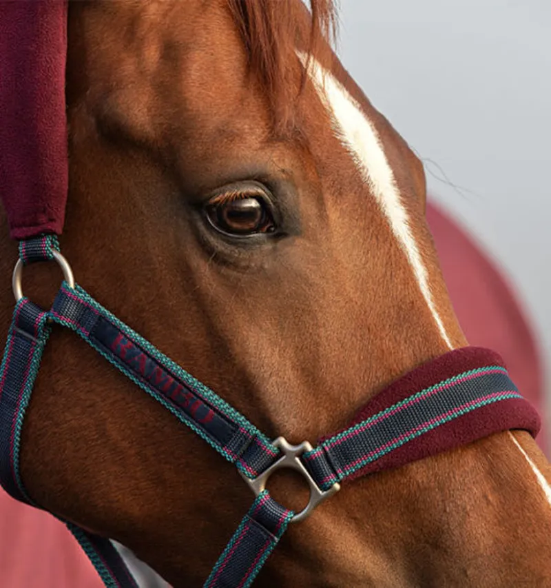 Rambo Padded Headcollar Navy/Burgandy Cob