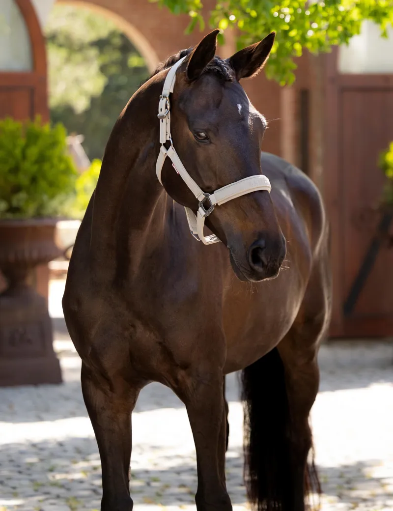 LeMieux Essence Headcollar - Stone-2