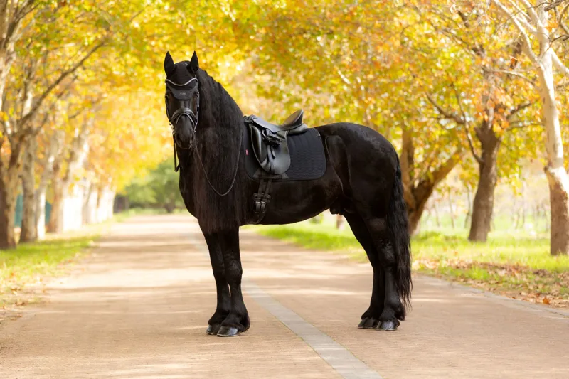 LeMieux Essence Dressage Square - Black-1