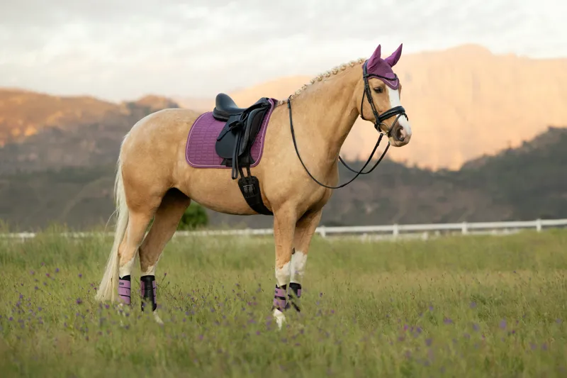 LeMieux Suede Dressage Square - Mallow-2