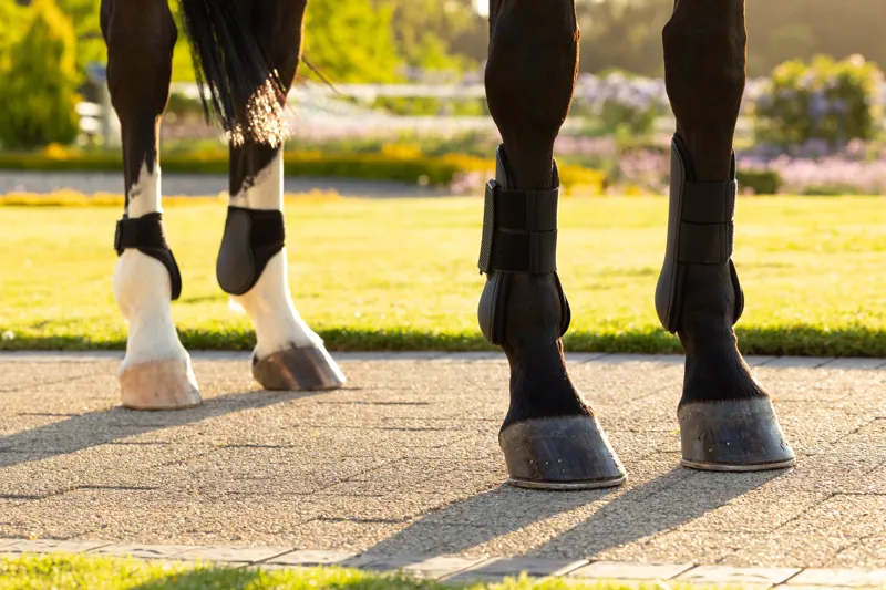 LeMieux Arika Tendon Boot - Black-3