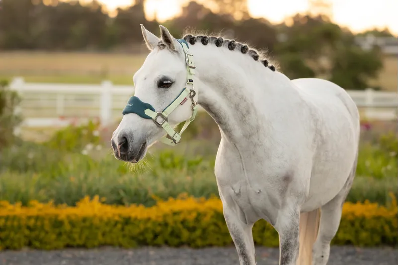 LeMieux Mini Vogue Headcollar Leadrope - Macaron-2