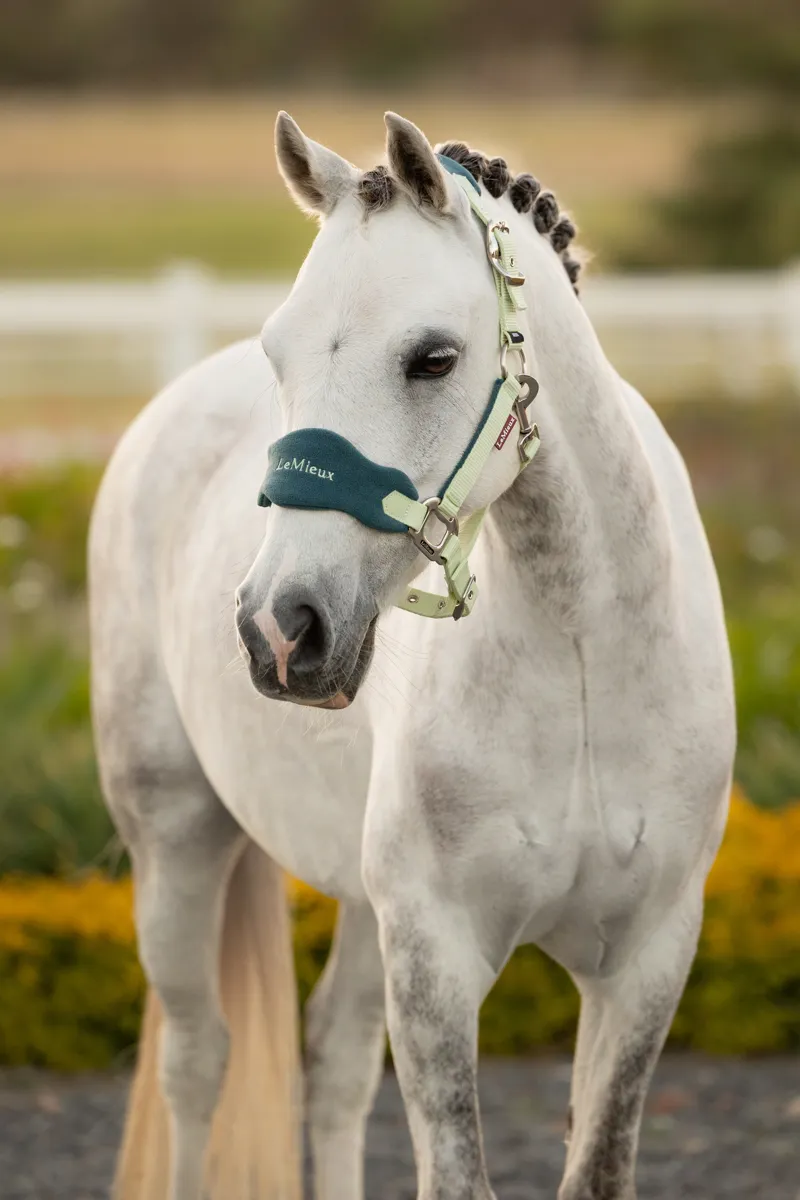 LeMieux Mini Vogue Headcollar Leadrope - Macaron-1