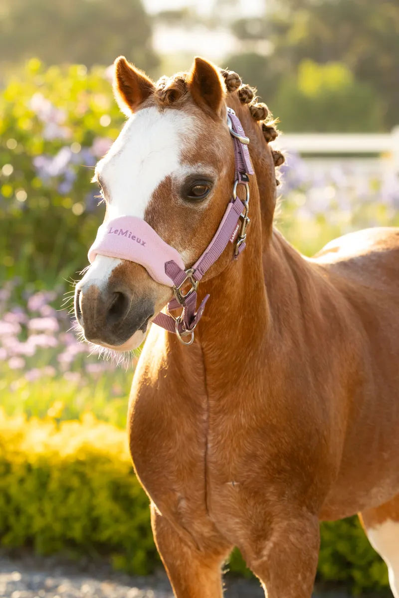 LeMieux Mini Vogue Headcollar Leadrope - Mallow-1