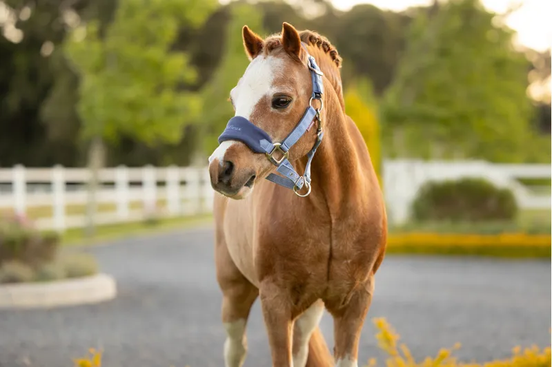 LeMieux Mini Vogue Headcollar Leadrope - Powder Blue-1