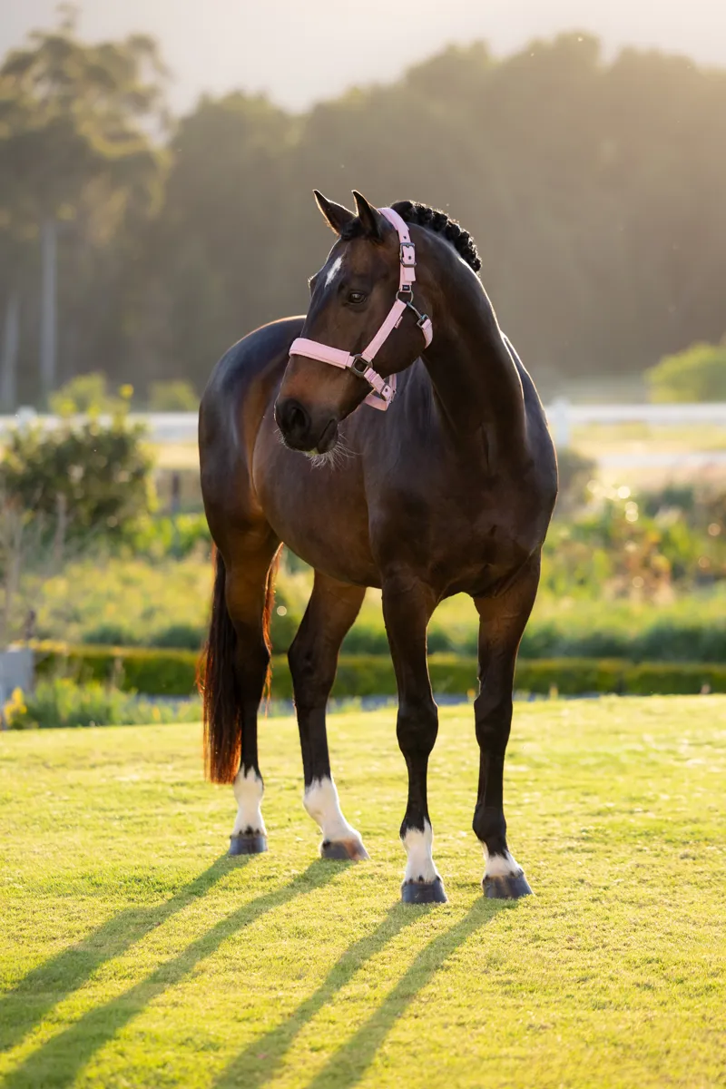 LeMieux Essence Headcollar - Fondant-2