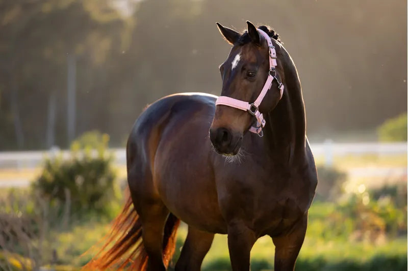 LeMieux Essence Headcollar - Fondant-1