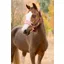 LeMieux Vogue Headcollar and Leadrope - Blackberry