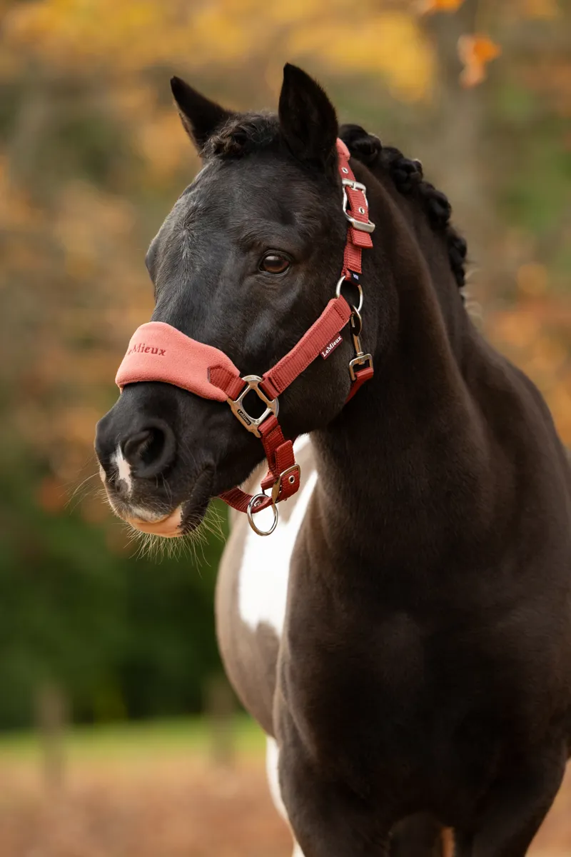 LeMieux Vogue Headcollar and Leadrope - Russet-1