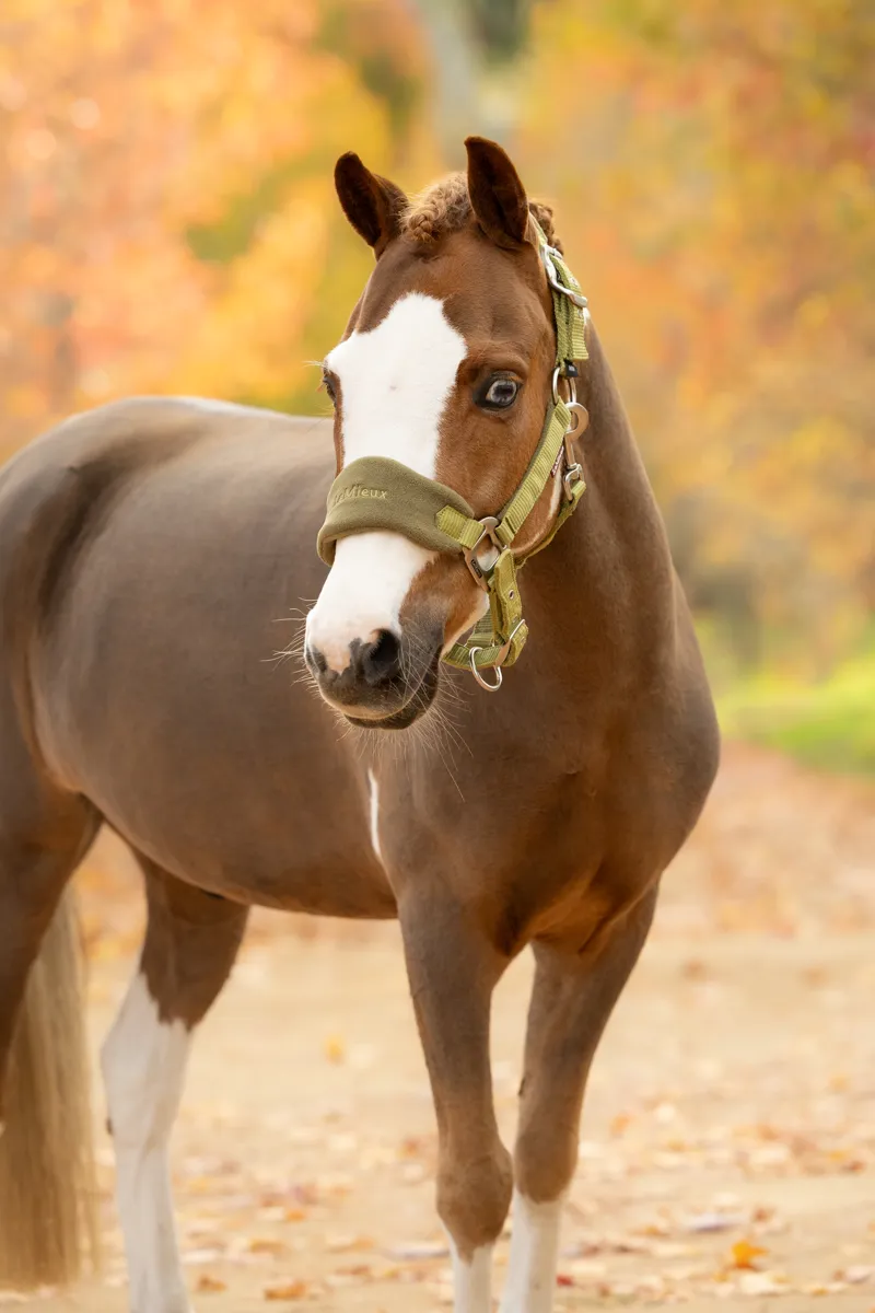 LeMieux Vogue Headcollar and Leadrope - Gooseberry-1