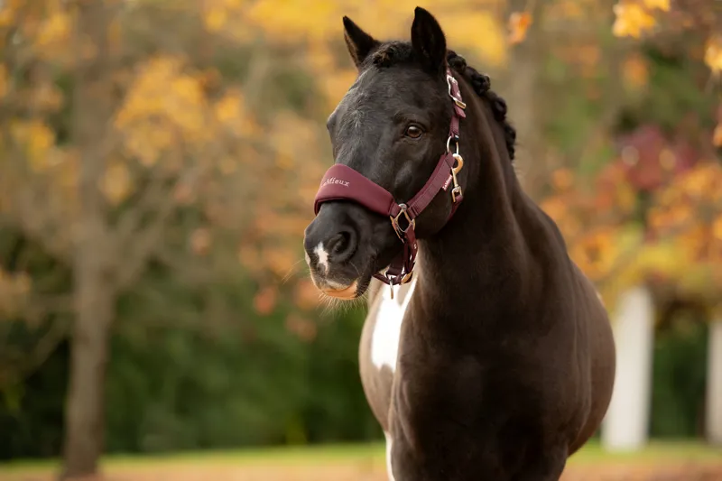 LeMieux Breakaway Vogue Headcollar and Leadrope - Bramble