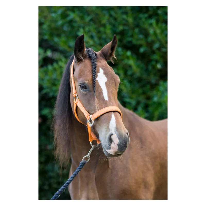 Cameo Fieldsafe Headcollar - Orange/Reflective-1