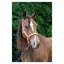 Cameo Fieldsafe Headcollar - Orange/Reflective