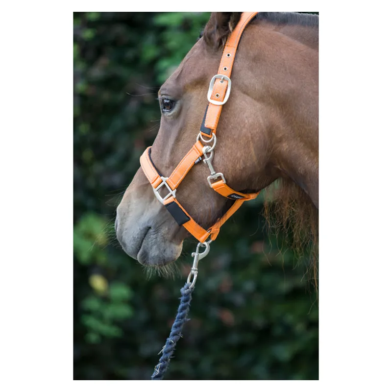 Cameo Fieldsafe Headcollar - Orange/Reflective-2