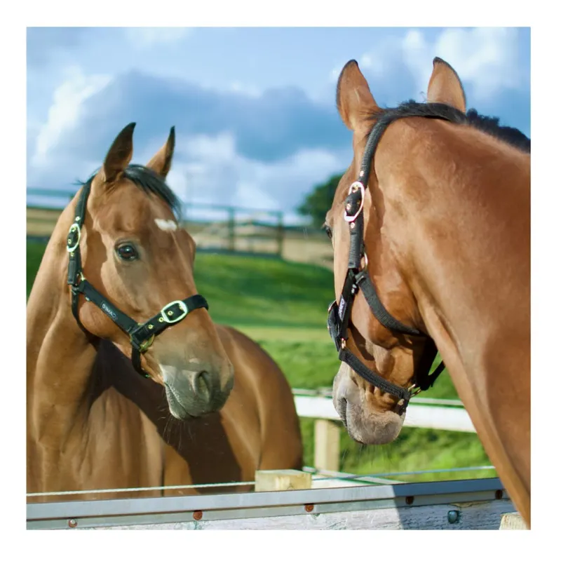 Cameo Padded Headcollar - Liquorice-1
