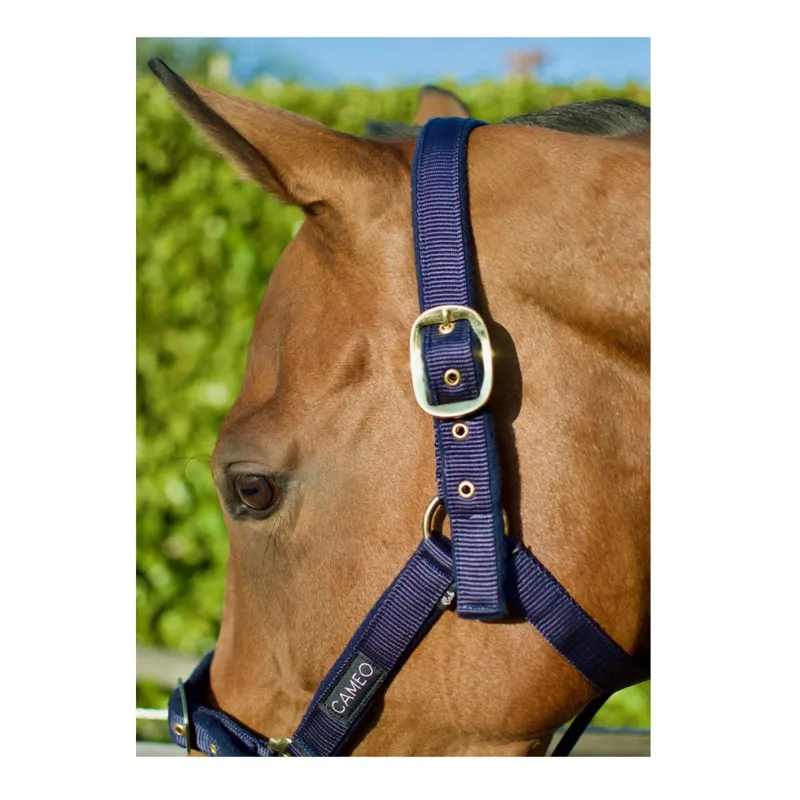 Cameo Padded Headcollar - Indigo-2