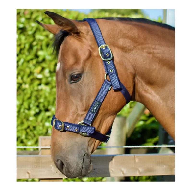Cameo Padded Headcollar - Indigo-1