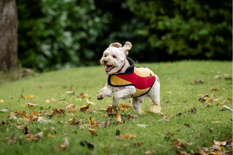 Horseware Newmarket Dog Fleece - Witney Gold-1