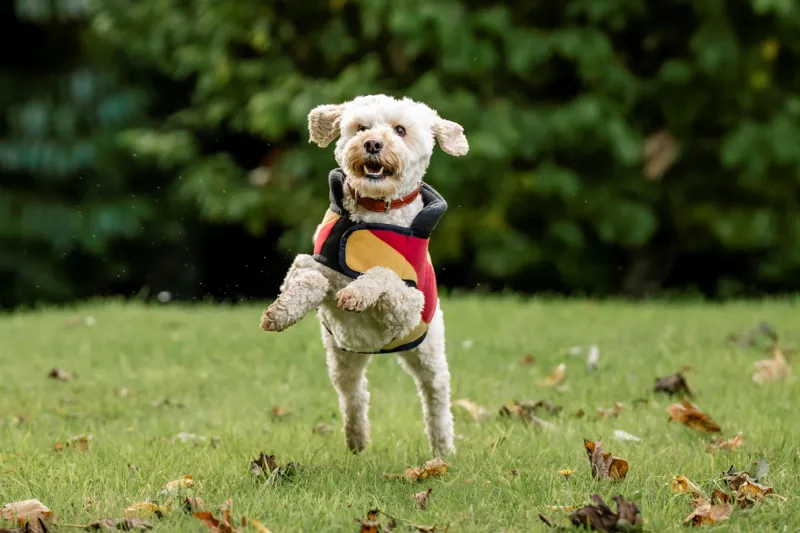 Horseware Newmarket Dog Fleece - Witney Gold-2
