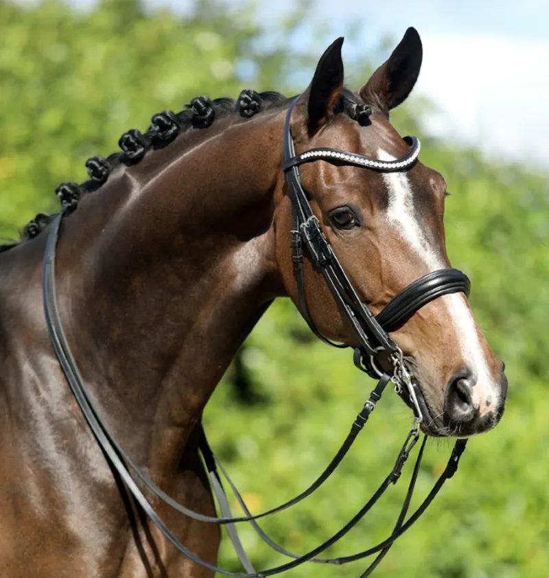 Uniq Double Bridle - Black Full