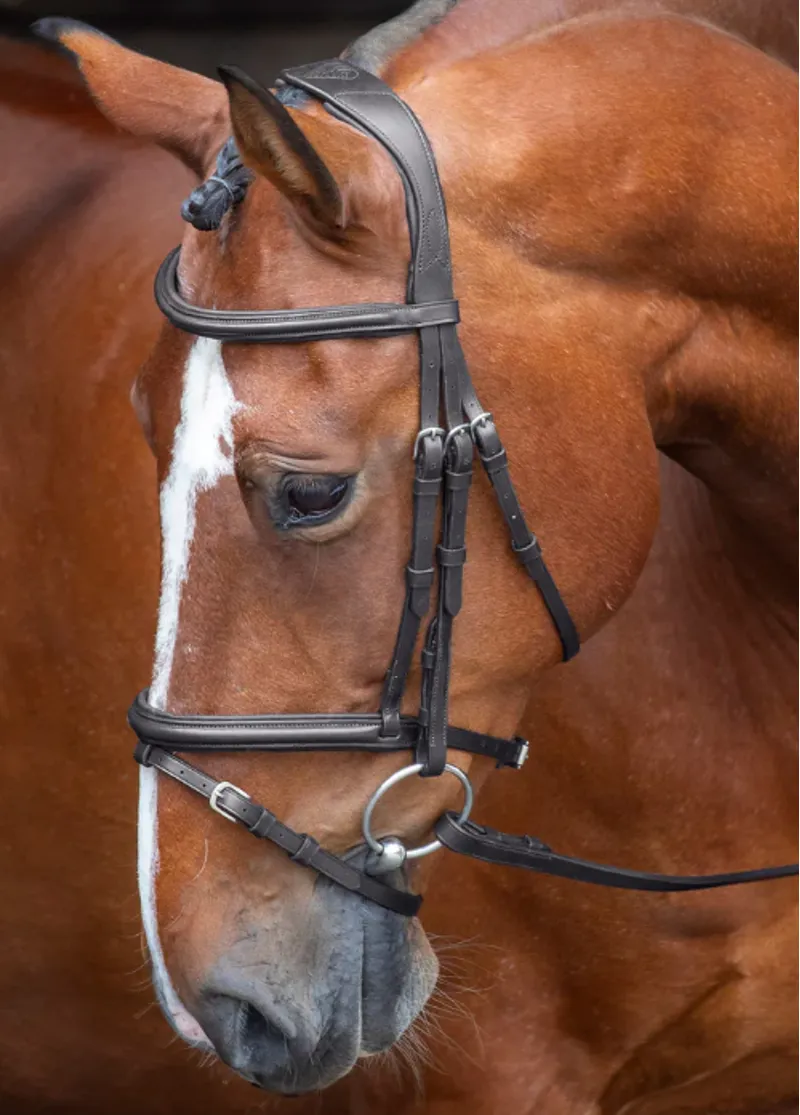 Velociti Padded Raised Flash Bridle in Black