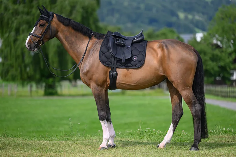 Tommy Hilfiger Emory Dressage Saddle Pad - Desert Sky-3