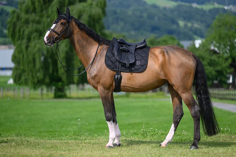 Tommy Hilfiger Emory Dressage Saddle Pad - Desert Sky-1