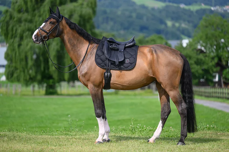 Tommy Hilfiger Emory Dressage Saddle Pad - Desert Sky-2