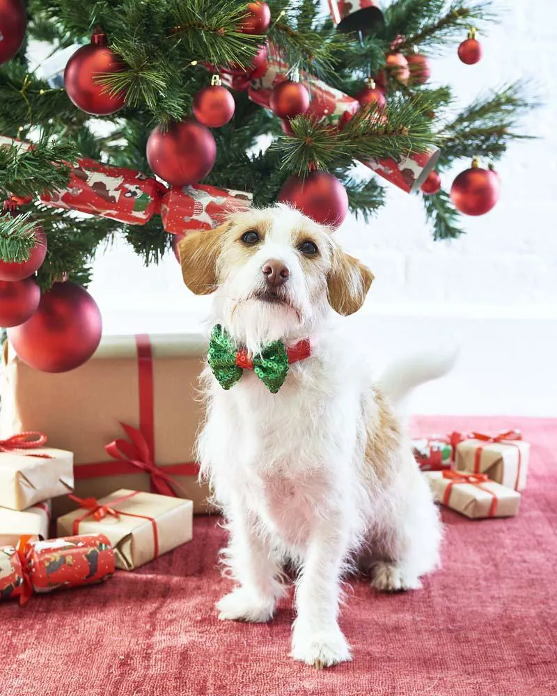 Talking Tables Christmas Sequinned Dog Bow Tie-1
