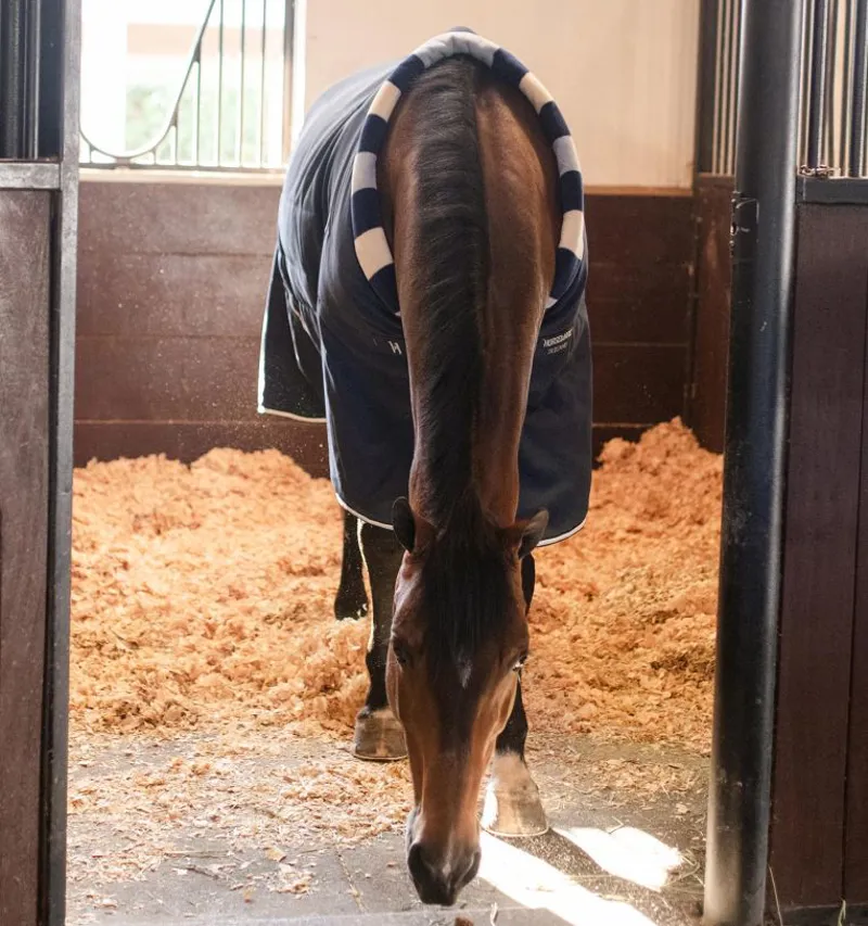 Horseware Newmarket Cosy Stable 200g - Witney Navy-6